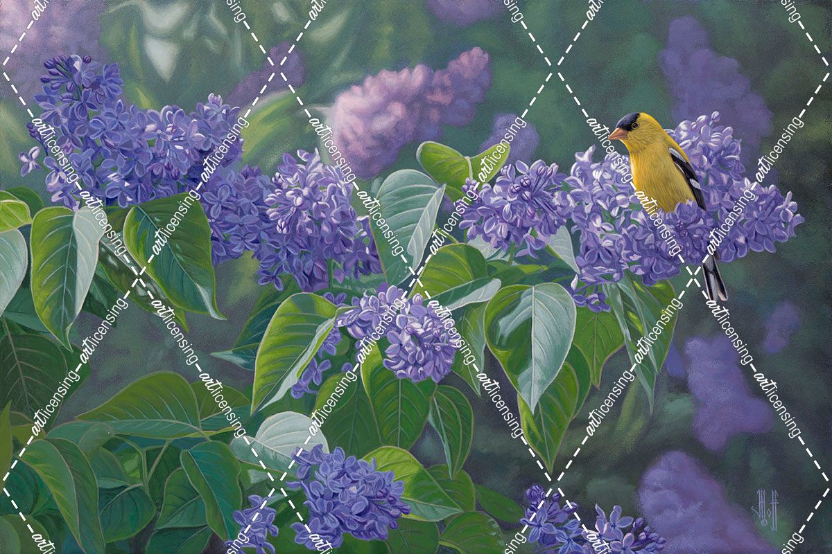 Hint of Gold – Goldfinch and Lilacs