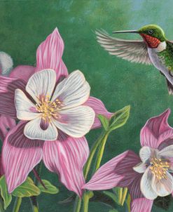 Hummingbird Pink – Columbine