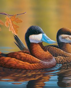 Stiff Tails Ruddy Ducks