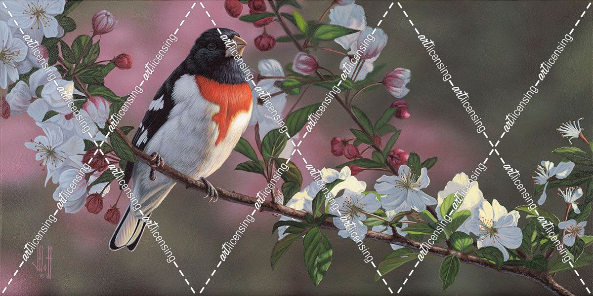 Rose Breasted Grosbeak and Apple Blossoms