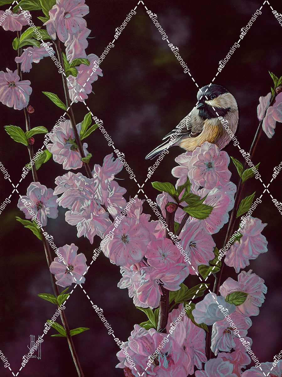 Springtime Blossoms – Chickadee