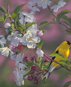 Gold Pink White Goldfinch