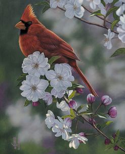 Cardinal Spring Blossoms