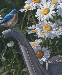 Bluebird Daisies