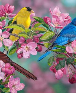Songbird Colors