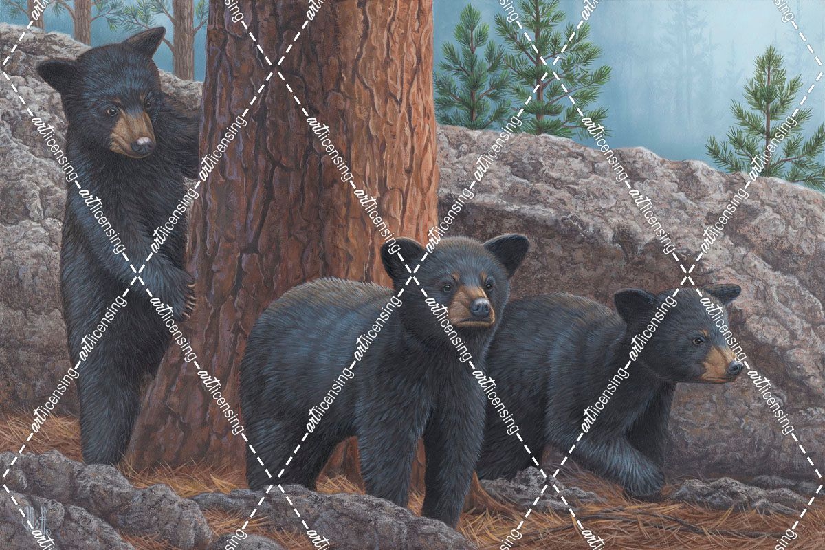Black Bear Cub Trio