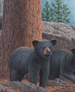 Black Bear Cub Trio