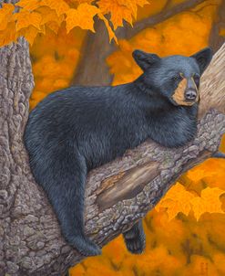 Autumn Black Bear