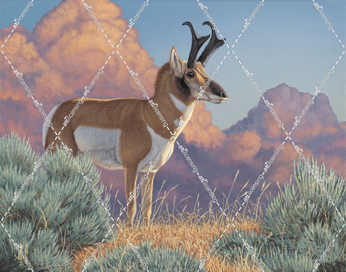 After The Storm Pronghorn