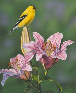 Summer Lily Goldfinch