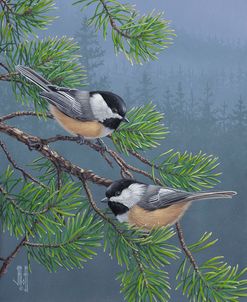 Pine Tree Chatter