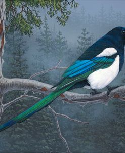 Misty Forest Magpie