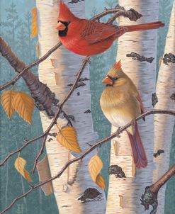 Birch Tree Cardinals