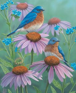 Bluebirds of Summer