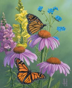 Garden Flower Monarchs