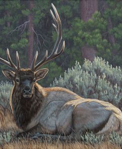 Settled In Elk