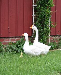 Animals Geese Family 4156