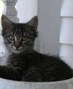 Animals Cats Kitten In Bowl