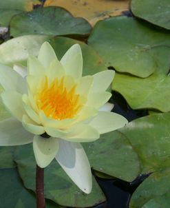 Pond Lily 9456