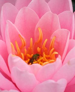 Pond Lily Fly In Pink Lily