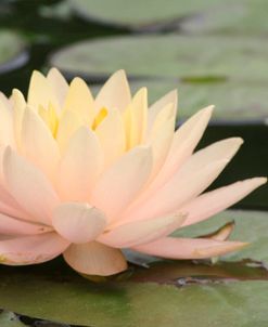 Pond Lily Peach Lily In Pads