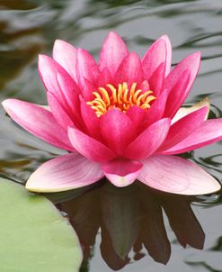 Pond Lily Purple Lily Reflecting