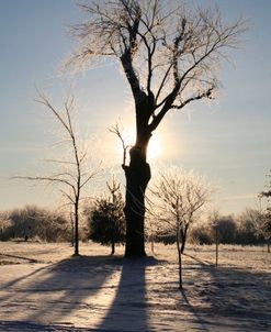 Winter Sun Behind Old Tree