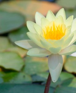 Pond Lily