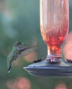 Hummingbird_334