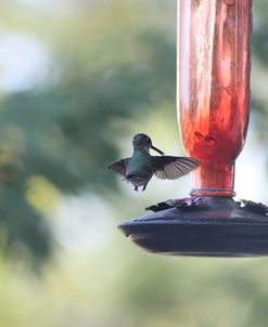 Hummingbird_368