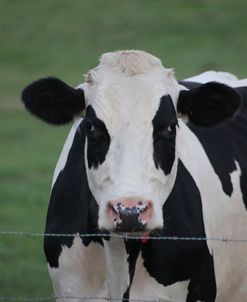 Cows_269