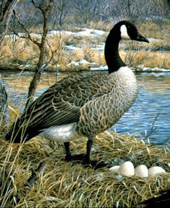 Canadian Goose