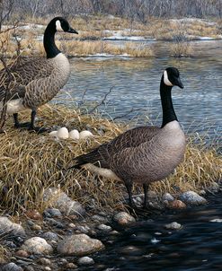 Canadian Pair