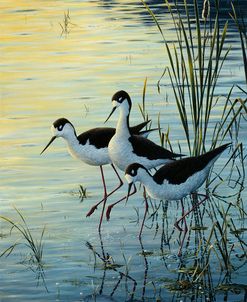 Elegant Trio – Blacknecked Stilts