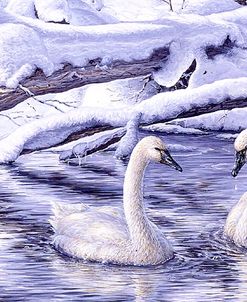 Tundra Swans