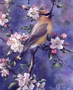 Cedar Waxwing