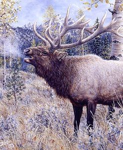 Wapiti