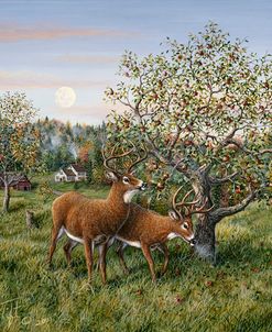 Whitetails Under The Apple Tree