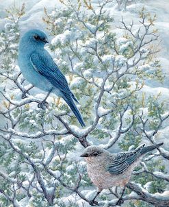Winter Sage-Mt Bluebirds