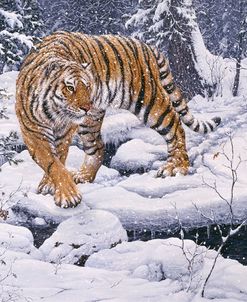 Silent Hunter- Siberian Tiger