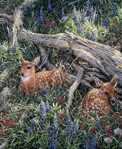 Fawns And Flowers