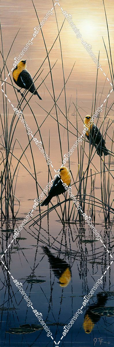 Morning Call – Yellow Headed Blackbirds