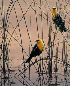 Morning Call – Yellow Headed Blackbirds