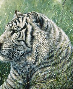 White Tiger