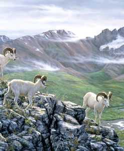 Dall Sheep At Denali