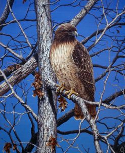 Red Tailed Hawk