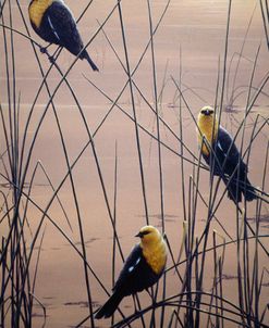 Yellow Headed B Birds