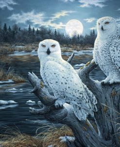 Snowy Owls