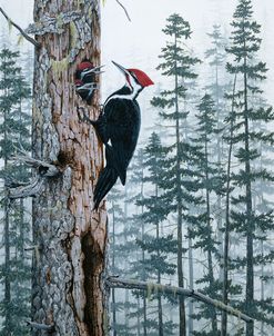 Piliated Woodpeckers