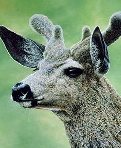 Mule Deer In Velvet